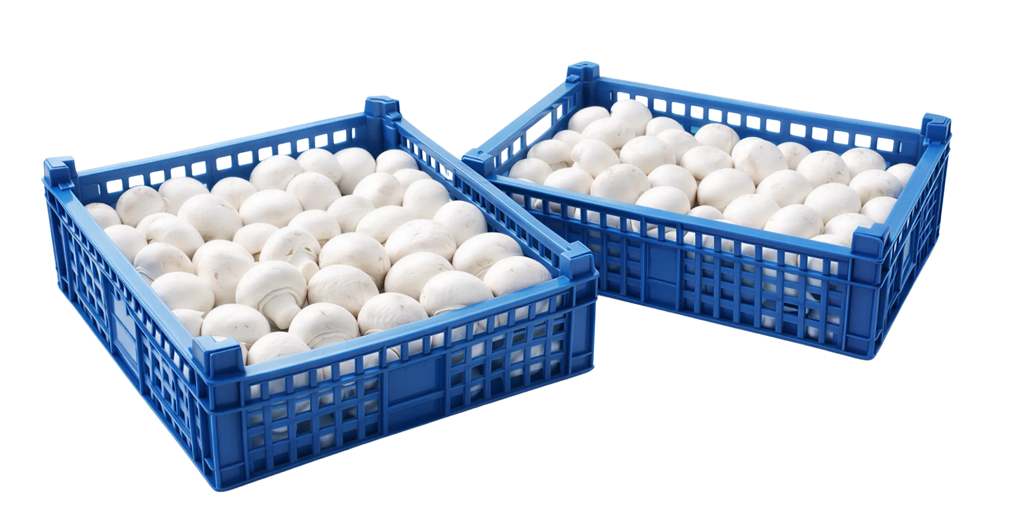 Skrzynka pieczarek Łaziuk